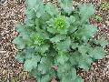 Blue Cap Sea Holly / Eryngium planum 